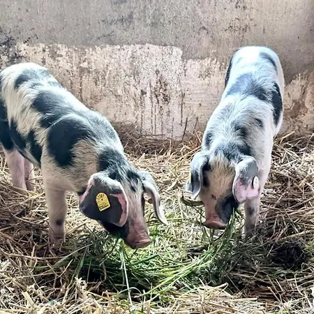 Kainer Appartement *